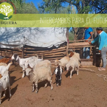 Prevención en Salud Animal y su vinculación con la salud humana en el Chaco